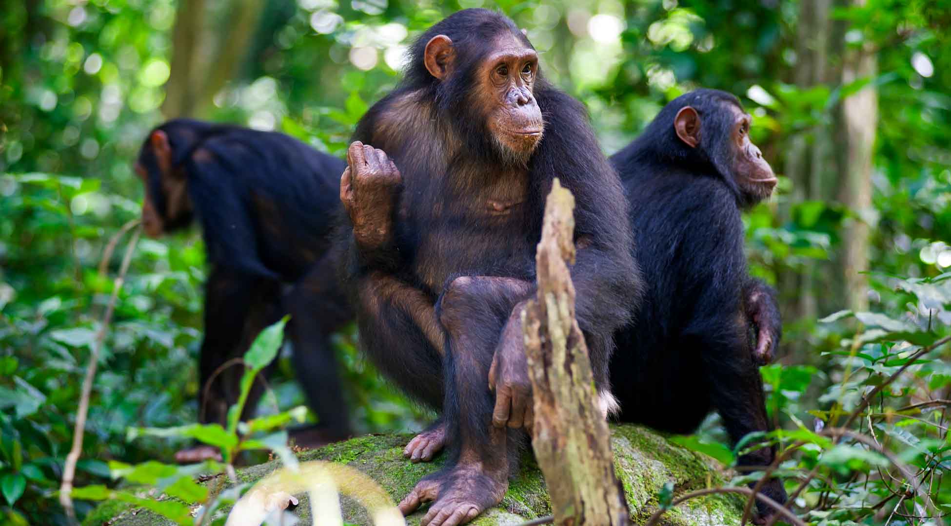 11Gombe Stream National Park