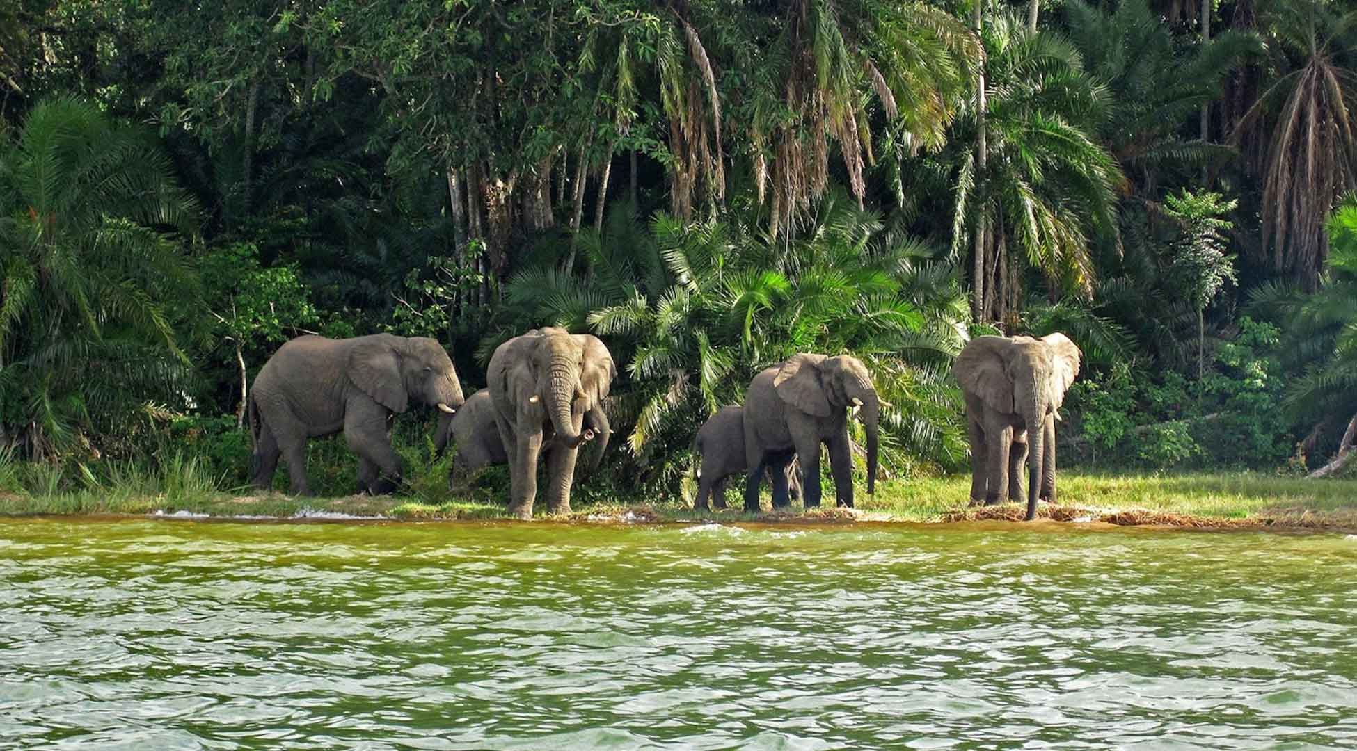 11Rubondo Island National Park