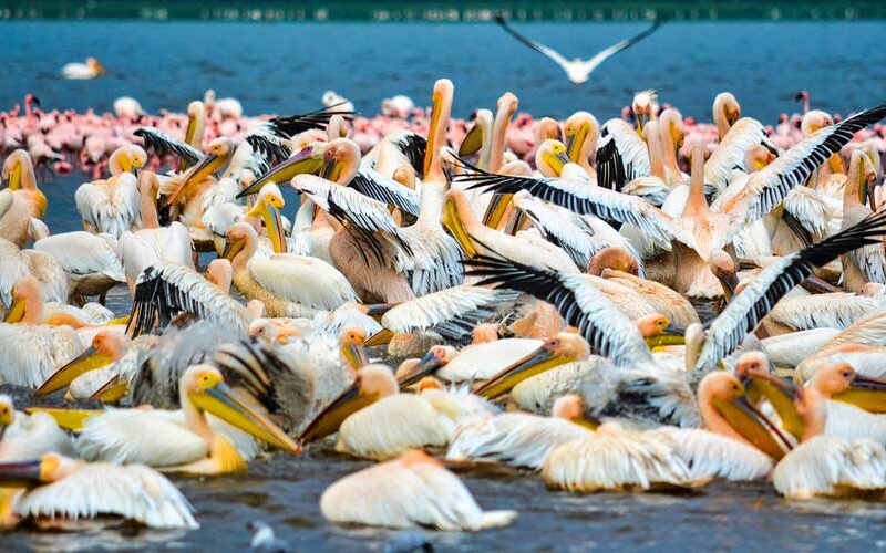 Lake-manyara