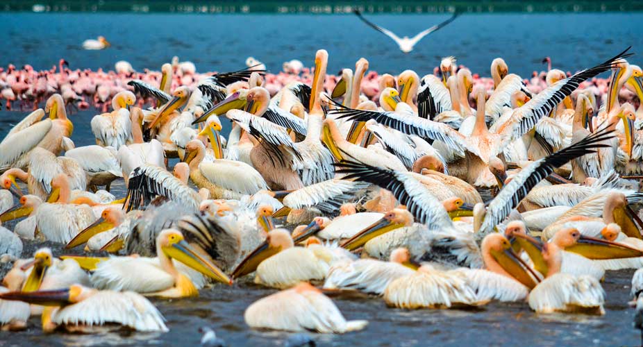 Lake-manyara