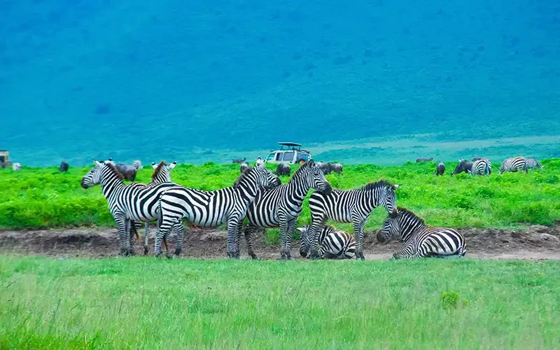 Ngorongoro