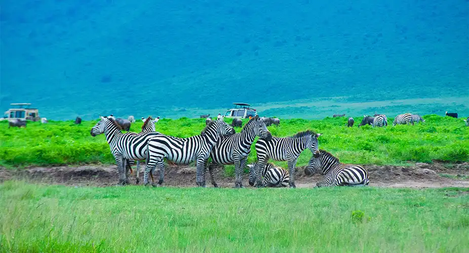 Ngorongoro